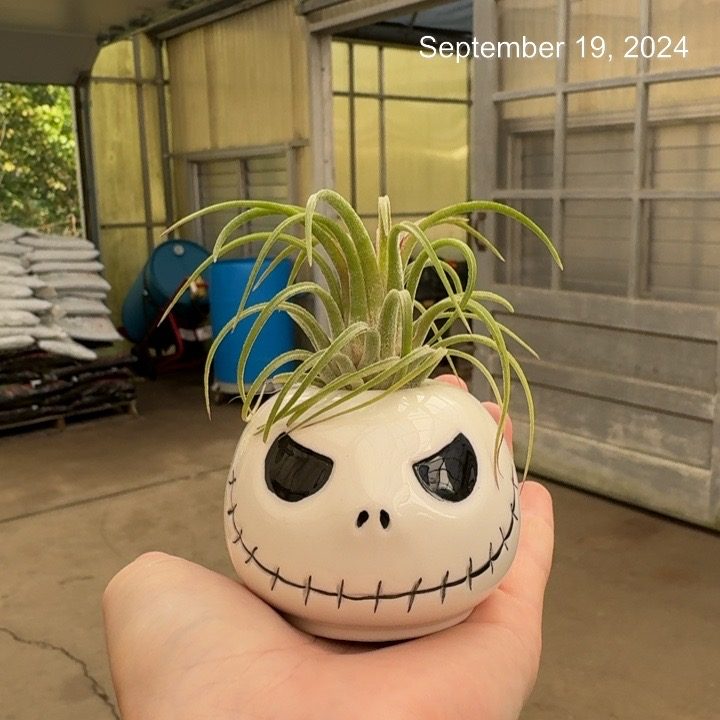 Mr. Bones Air Plant Holder