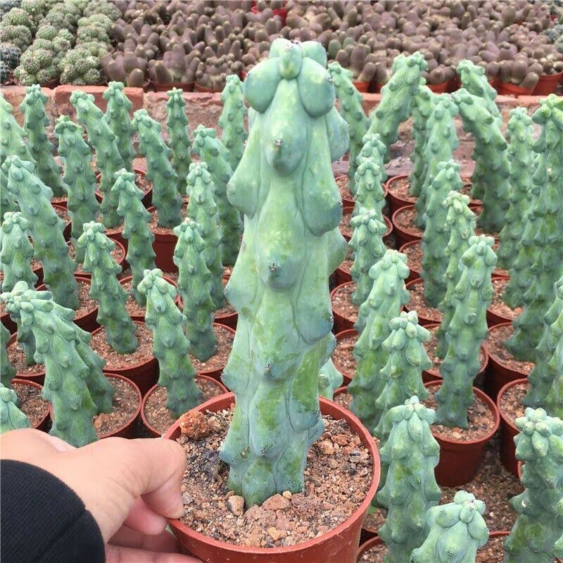 Boobie Cactus