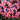 Viburnum n. Brandywine