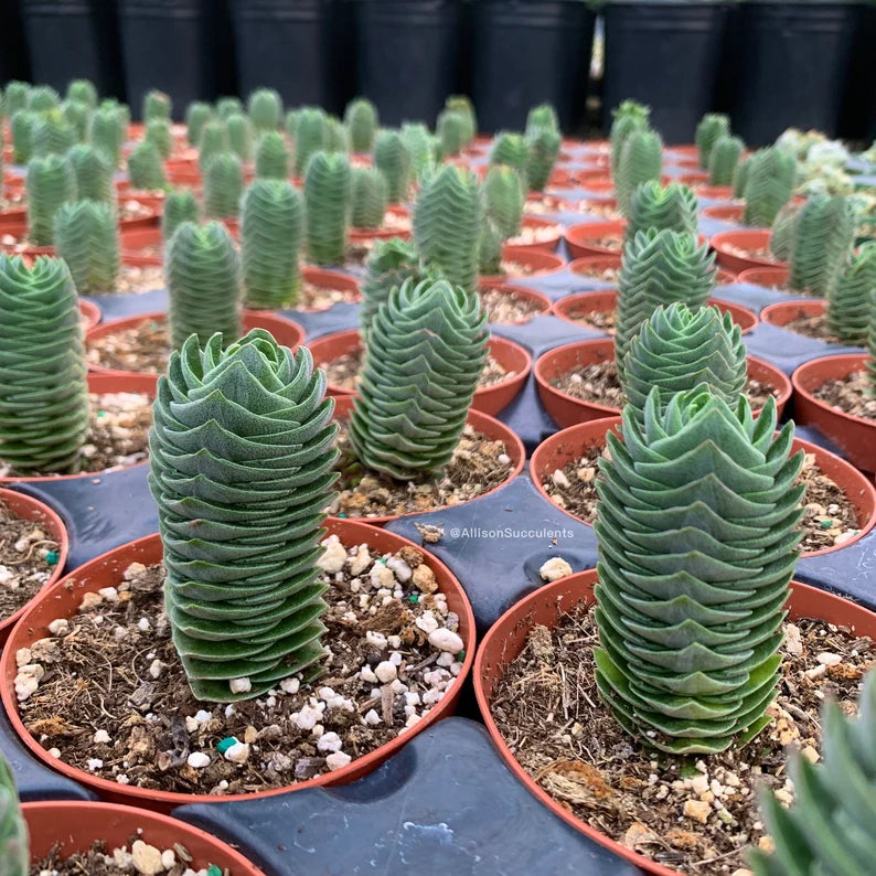 Buddha Temple