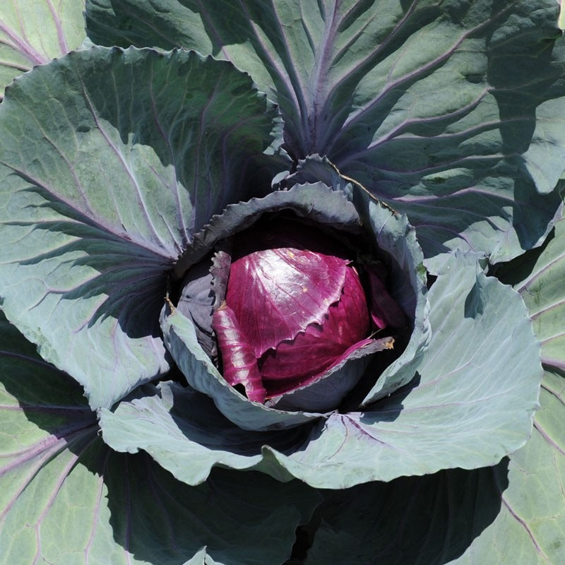 Cabbage