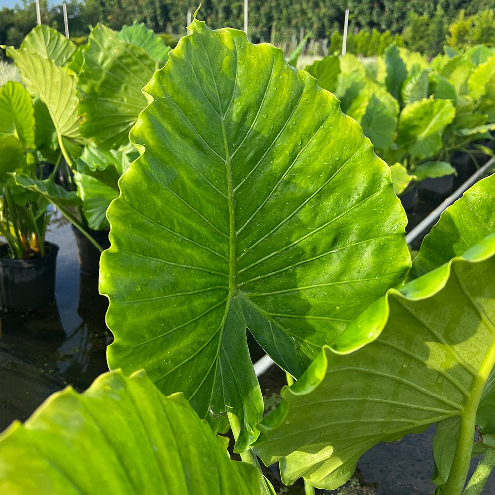 Alocasia 'California'