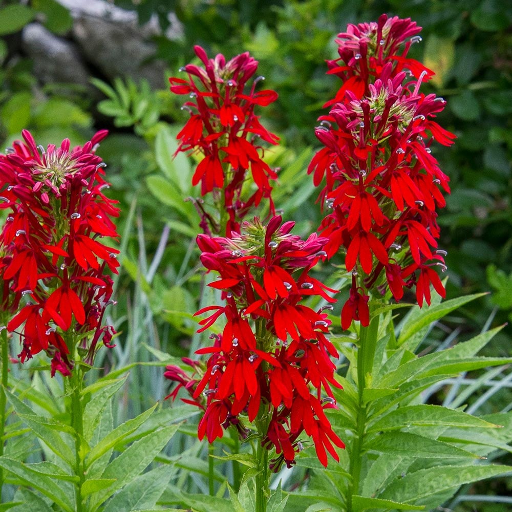 Lobelia cardinalis 'Cardinal Flower'