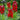 Lobelia cardinalis 'Cardinal Flower'
