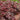 Heuchera 'Chocolate Ruffles'