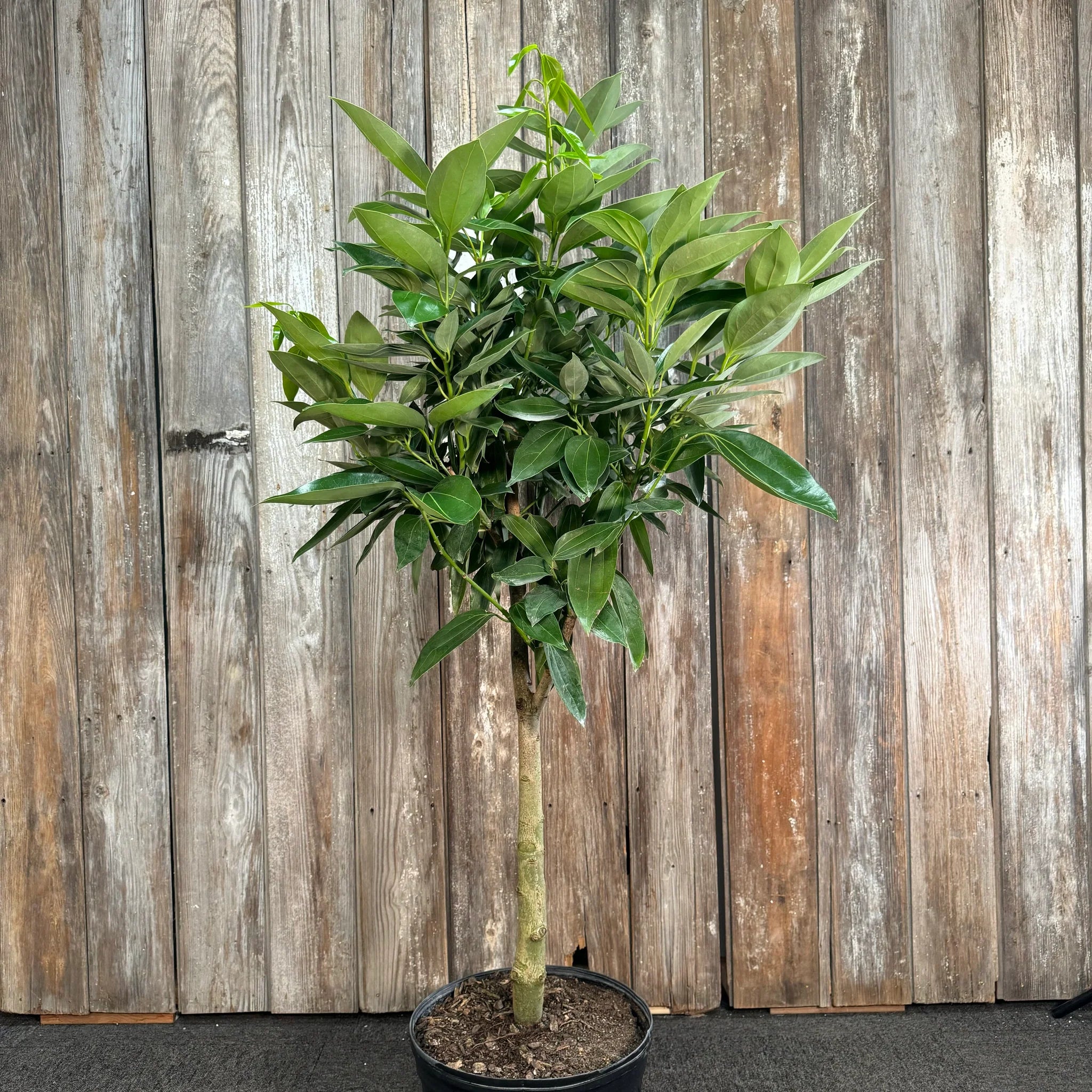 Cinnamon Tree