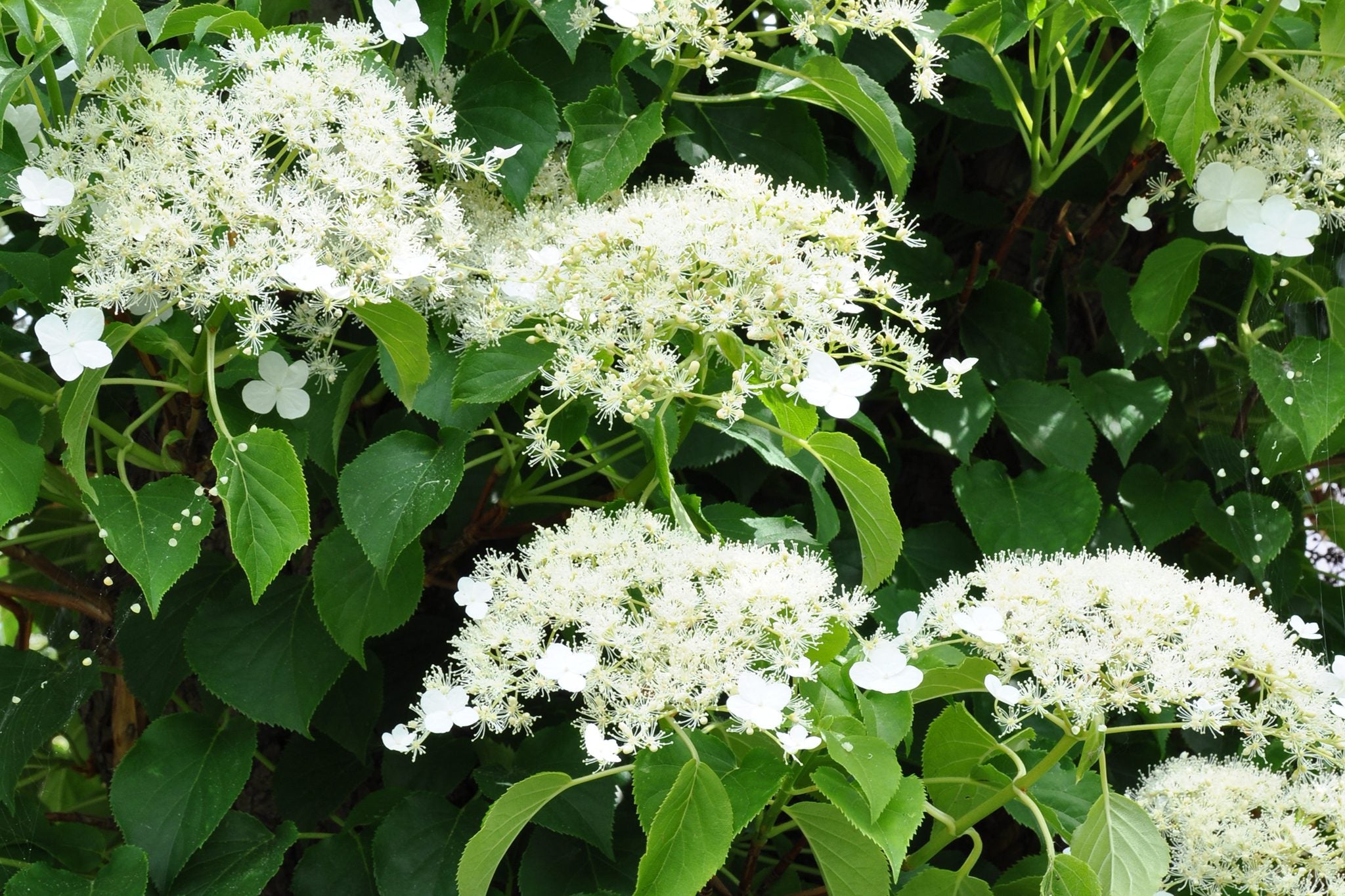 Hydrangea a. petiolaris