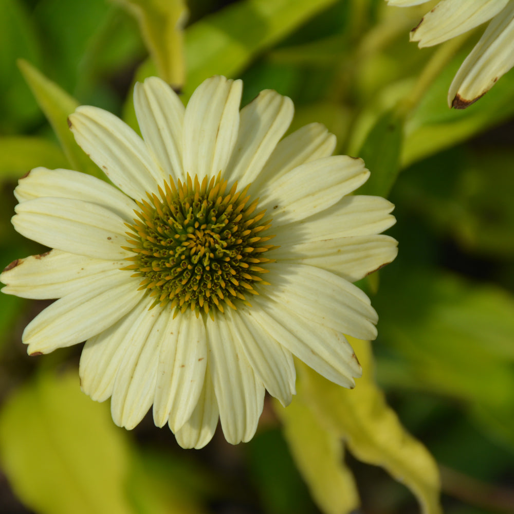 Echinacea Eye Catcher Canary Feathers