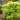 Berberis t. 'Sunjoy® Citrus'