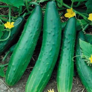 Cucumber