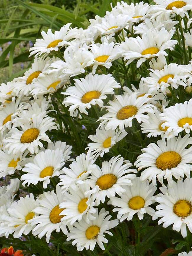 Leucanthemum s. 'Daisy May'