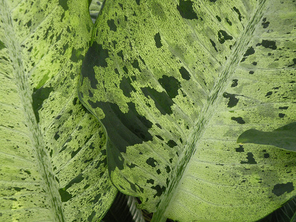 Dieffenbachia Camouflage