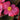 Begonia, Bada Bing/Bada Boom