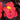 Begonia, Bada Bing/Bada Boom