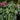 Begonia, Gryphon Exotic