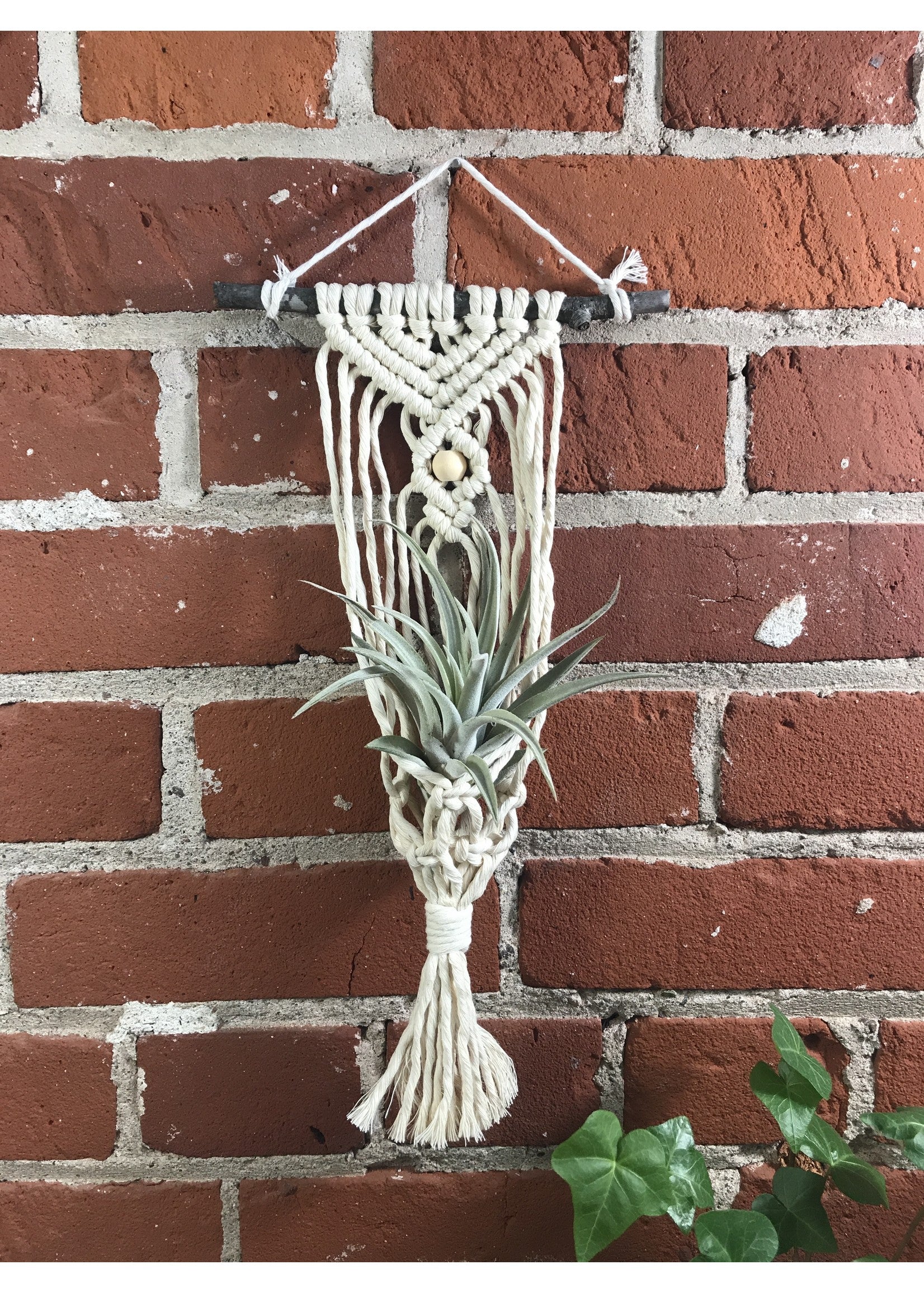 Macrame Air Plant Hanger