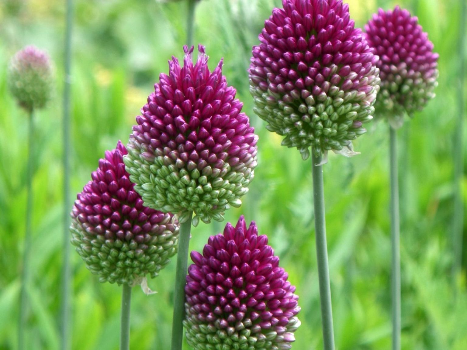 Allium sphaerocephalon 'Drumstick Allium'