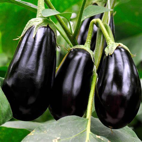 Eggplant