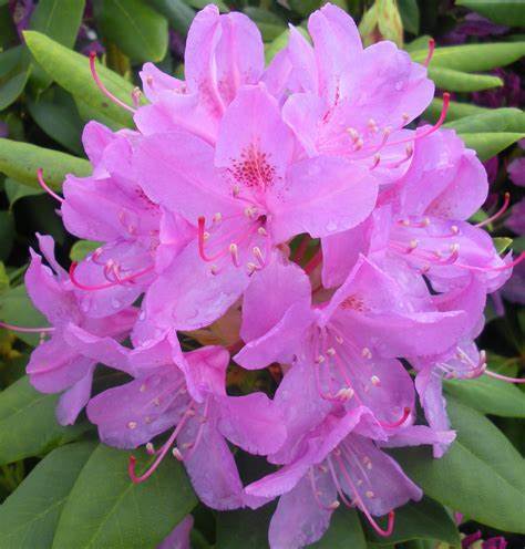 Rhododendron 'English Roseum'