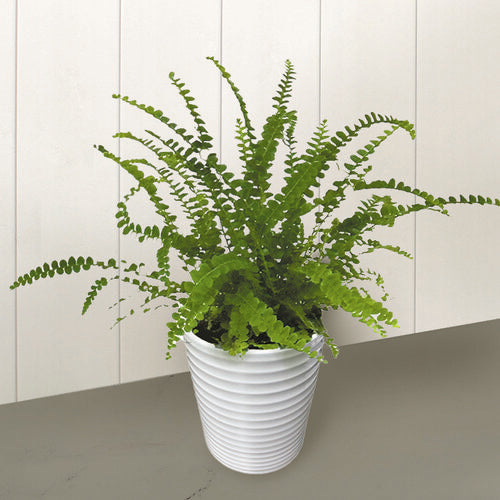 Fern Cute as a Button