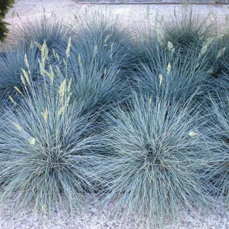 Festuca glauca 'Elijah Blue'