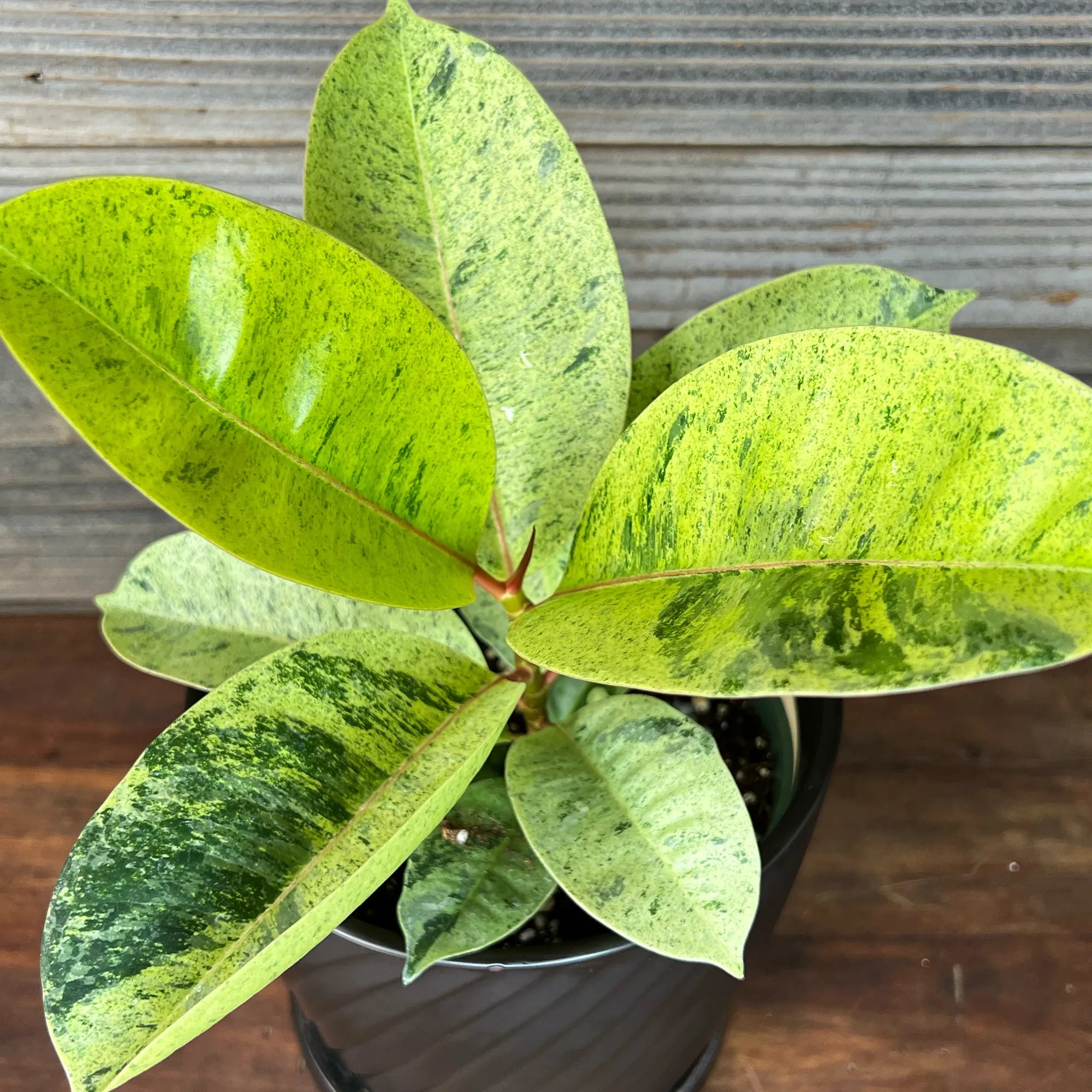 Rubber Plant, Ficus 'Shivereana' 6"
