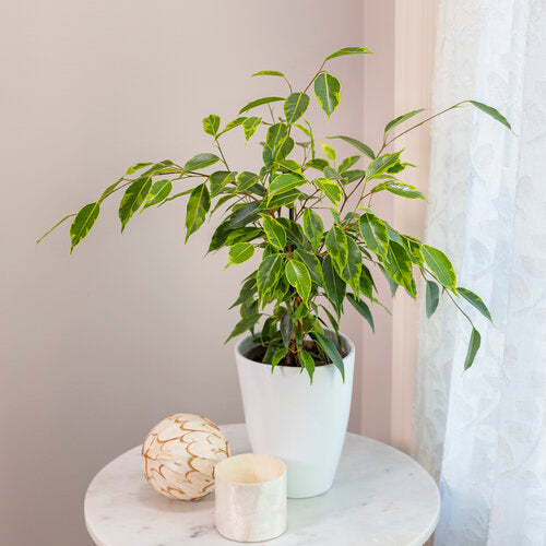 Ficus Benjamina Anastasia
