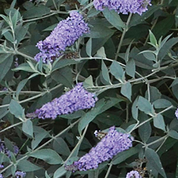 Buddleia 'Monarch Glass Slipper'