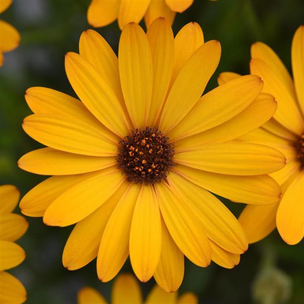 Osteospermum 'Voltage' Annual