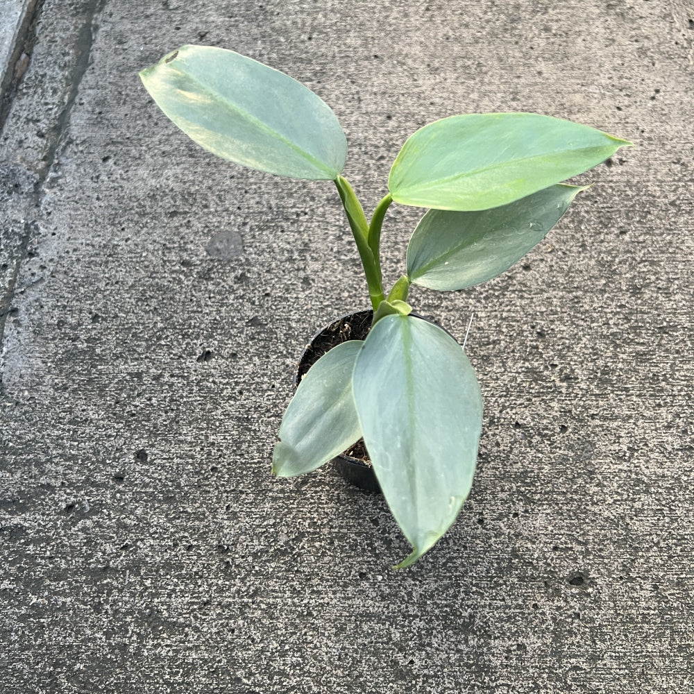 Philodendron 'Grey'