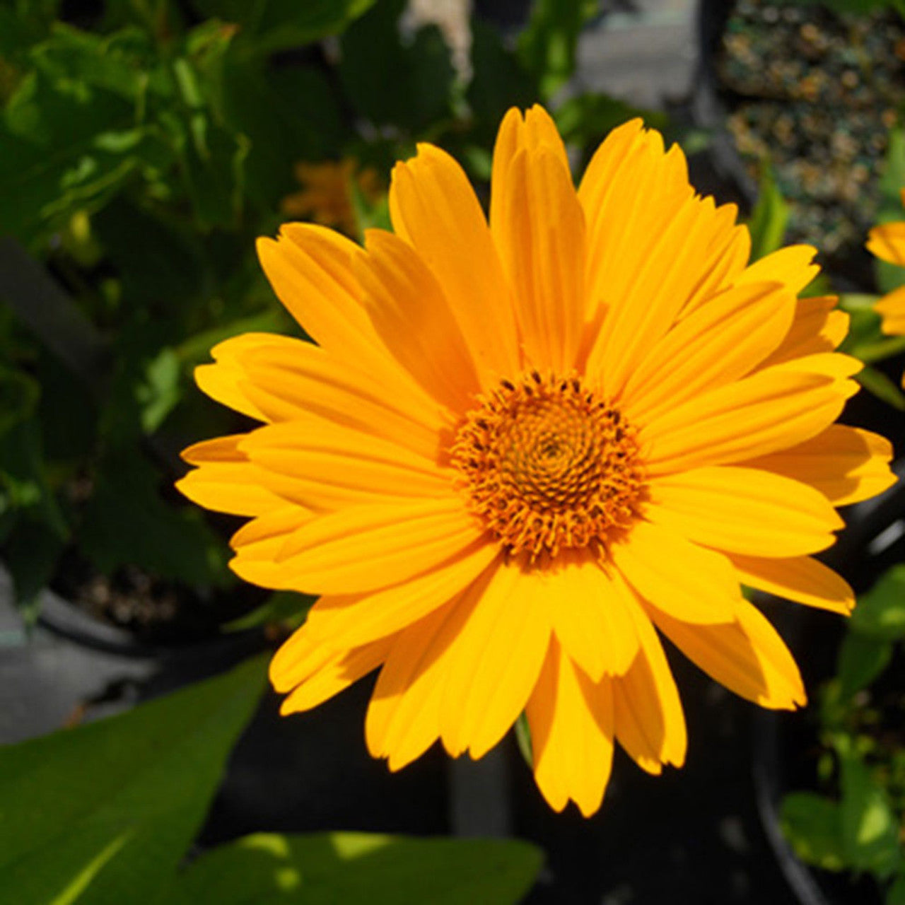 Heliopsis 'Summer Sun' (sommersone)