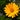 Heliopsis 'Summer Sun' (sommersone)