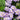 Heliotrope