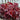 Heuchera Dolce 'Cherry Truffles'