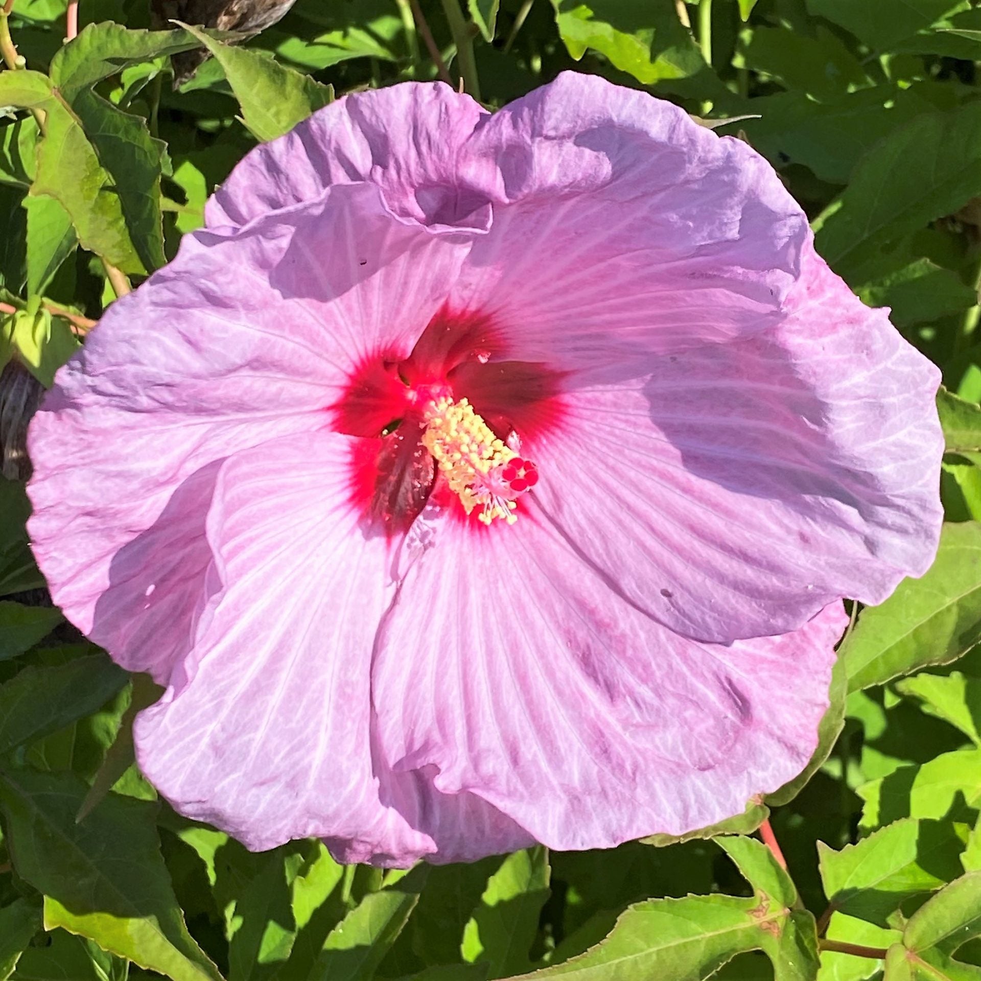 Hibiscus Summerific 'Lilac Crush'