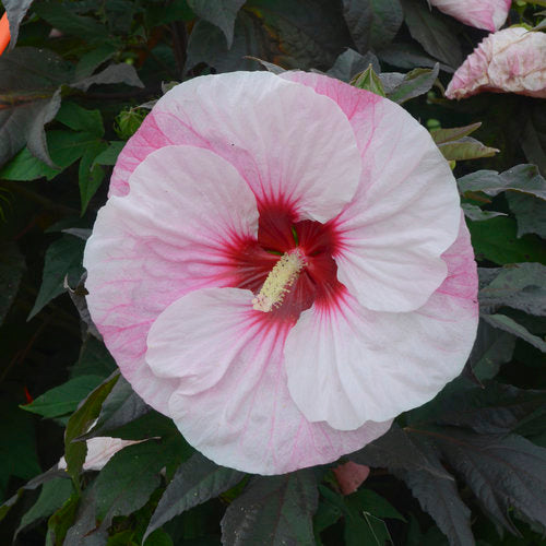Hibiscus Summerific 'Perfect Storm'