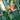 Bird of Paradise