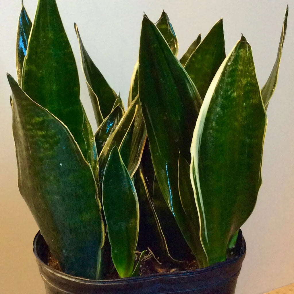 Sansevieria 'Fabi'