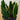 Sansevieria 'Fabi'
