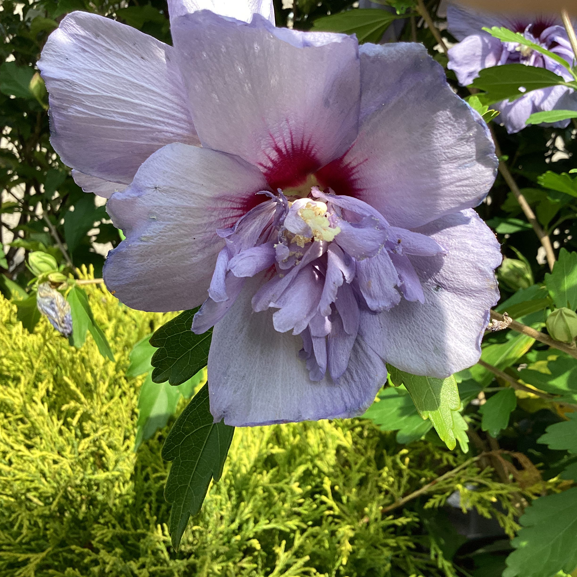 Hibiscus s. ‘Blue Chiffon’