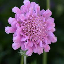scabiosa ‘rose pink’