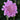 scabiosa ‘rose pink’