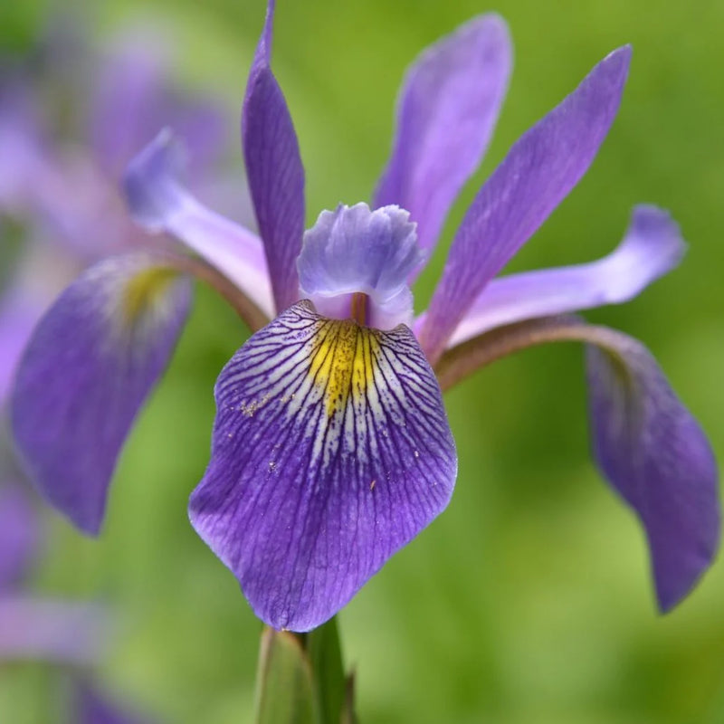 Iris v. ‘Purple Flame'