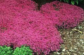 thymus 'coccineus'