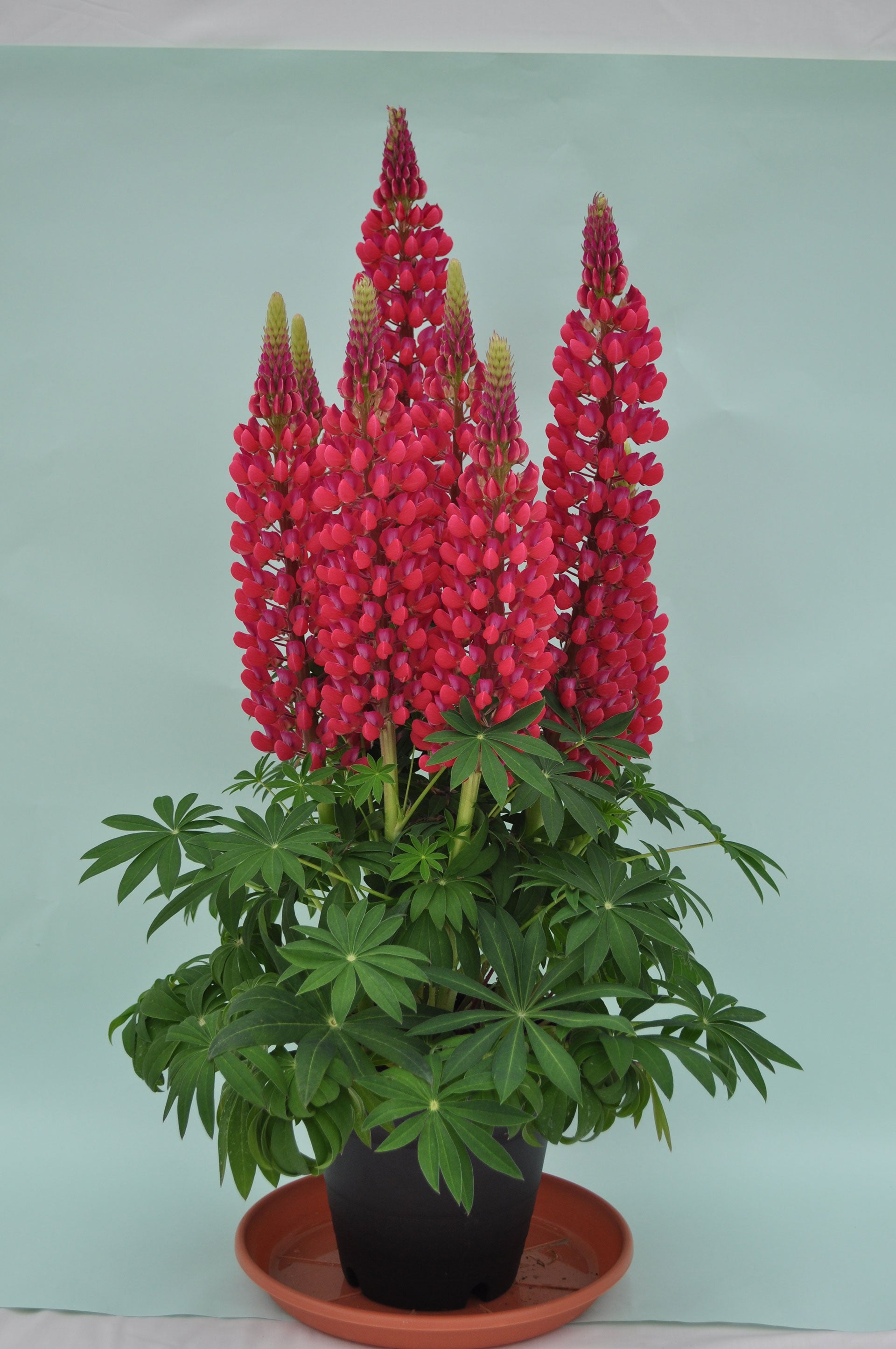 Lupines ‘Staircase Red’