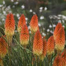 kniphofia pyromania ‘back draft’