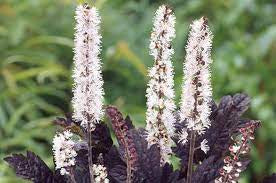 Cimicifuga ‘brunette’