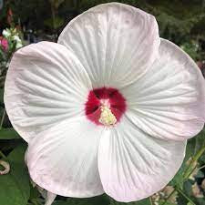 hibiscus luna white