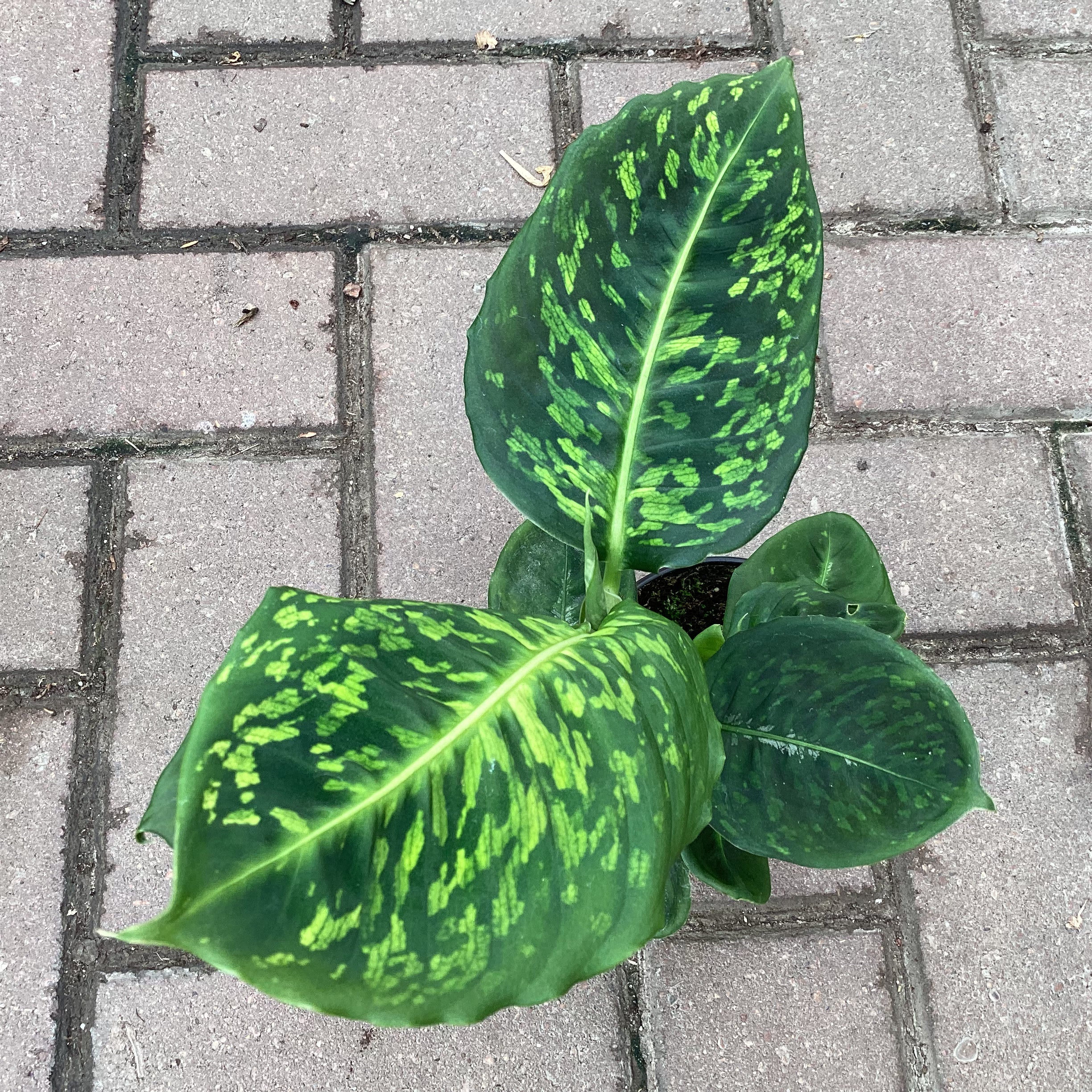 Dieffenbachia Reflector