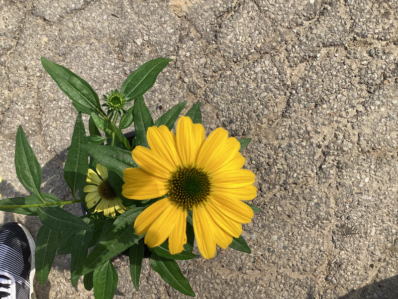 Echinacea Sombrero® Lemon